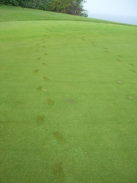 Swamp creatures take to the green.