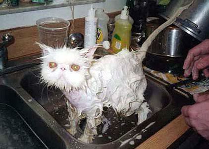 drowned cat