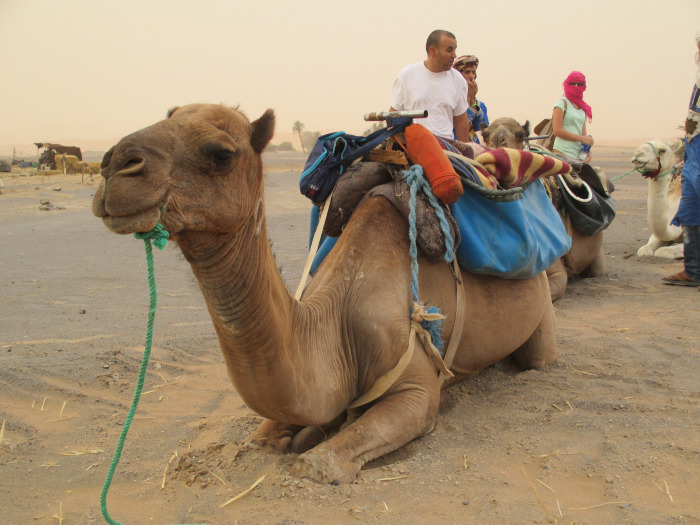 Living vicariously through M-dog. (click on the photo to access his blog!)