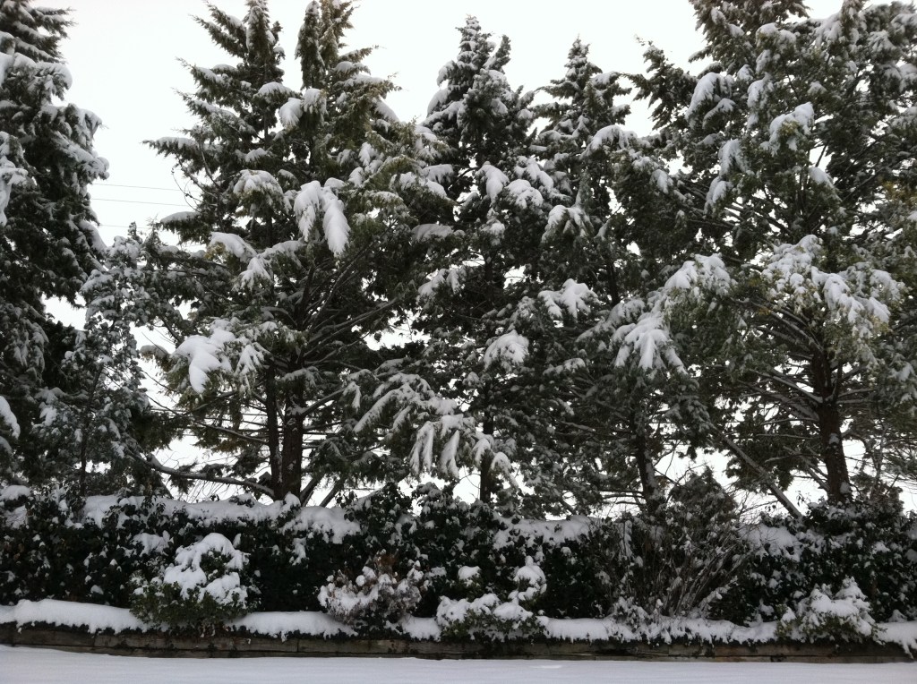 Granted, the trees are saying, "WHAT IS THIS? GET IT OFF."