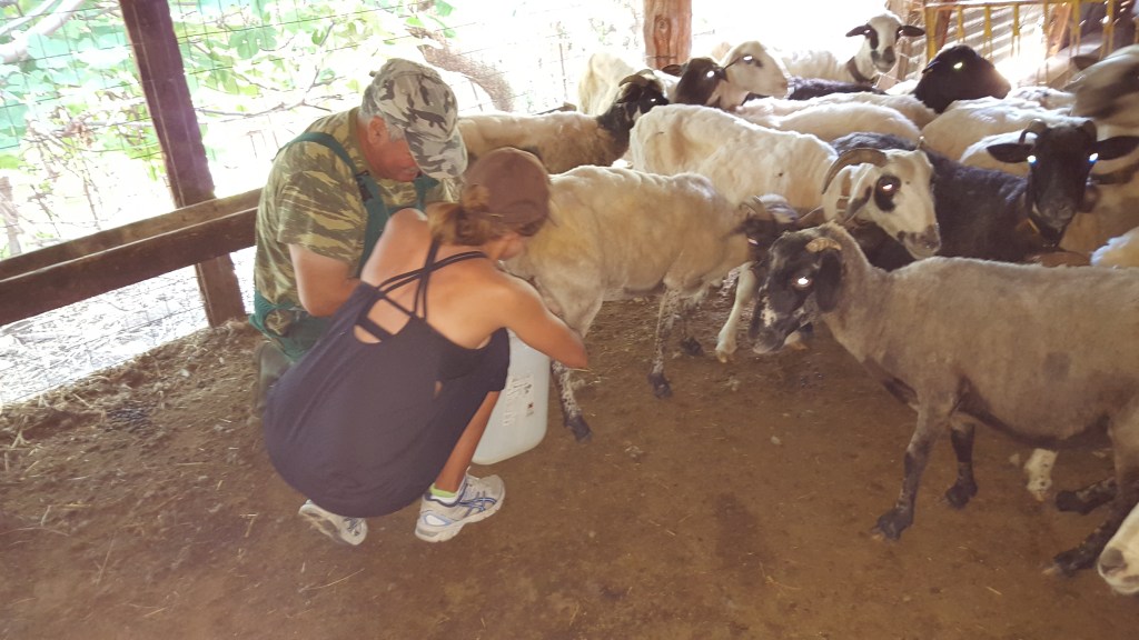 Milking Sheep*