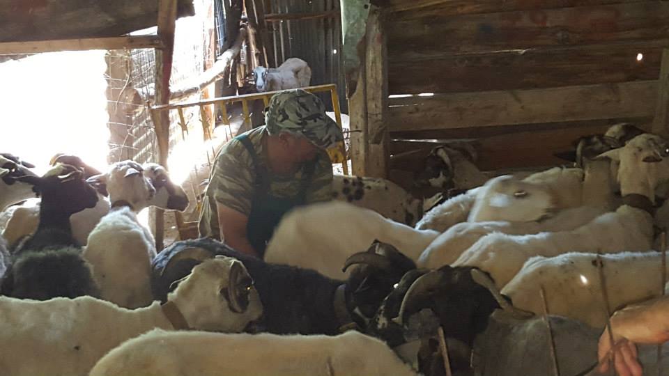 Nikos the Shepherd