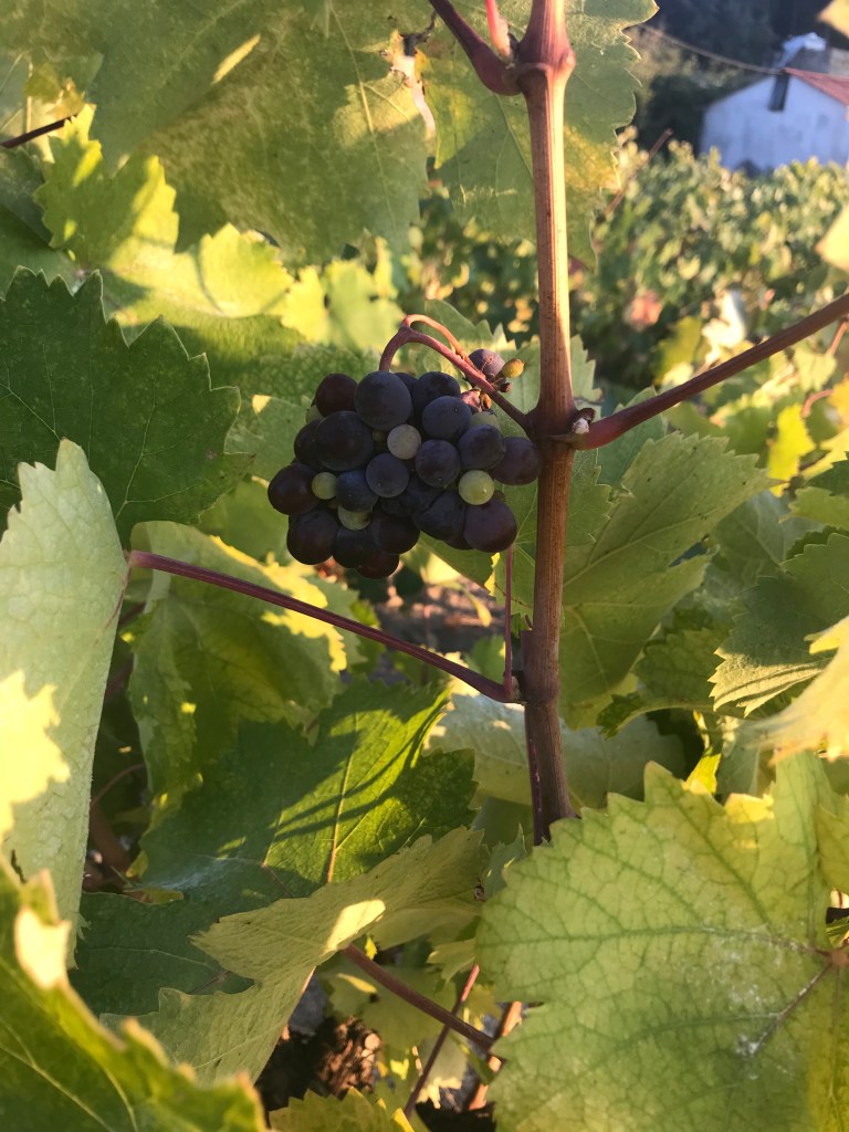 3027B391-C8BD-4251-98AC-49C92ED7841C