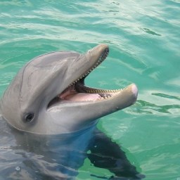 So long, and thanks for all the fish! (A new journey begins)